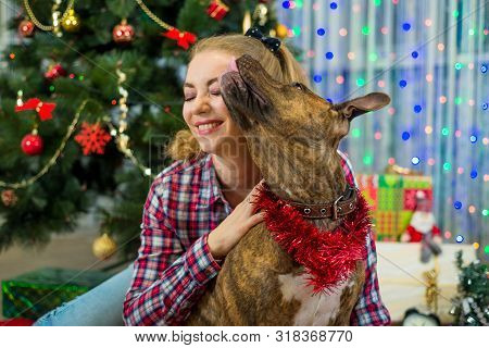 Merry Christmas And Happy New Year. Dog American Staffordshire Terrier Kisses A Charming Blonde Girl