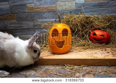 White Rabbit Is Studying Pumpkins For Halloween. Red And Yellow Jack O Lanterns On A Wooden Board An