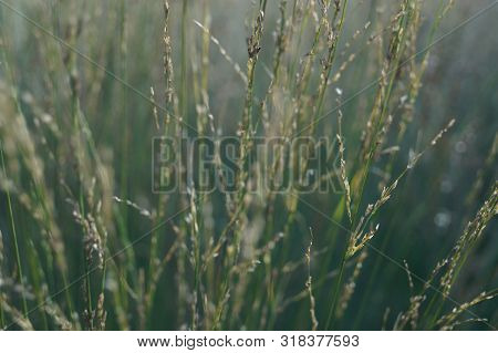 Grass Nature Plant, In Park, Summer, Flora,grass Beside Road, Green Leaves Of Grass In Garden With S