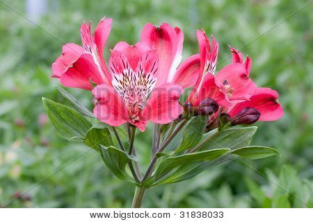 Smuk Pink blomst (alstroemeria) i et drivhus
