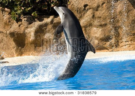 Delfin taniec w wodzie