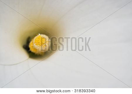 Soft Focus Of Yellow Pistil And White Flower On The Spadix. Zantedeschia, Aroideae, Araceae, Angiosp
