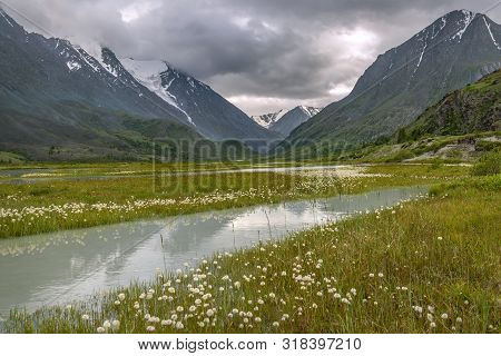 Beautiful Meadow With White Fluffy Eriophorum Flowers, Snowy Mountains, River And Reflections On A B