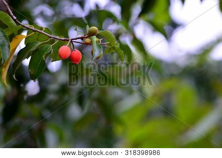 Asian Bulletwood, Bullet Wood, Bukal, Tanjong Tree, Medlar, Spanish Cherry
