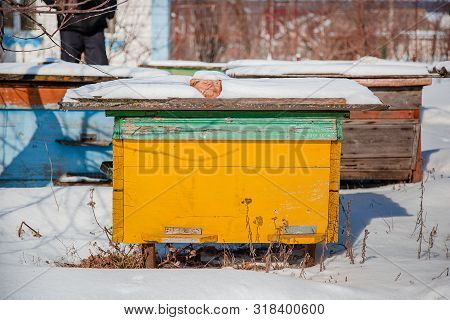 Close-up Group Of Beehives In A Winter Garden With Snow Cover On A Sunny Day.
