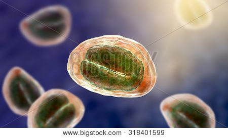 Eggs Of Helminths Enterobius Vermicularis Containing Worm Larva. Threadworm Which Cause Enterobiasis