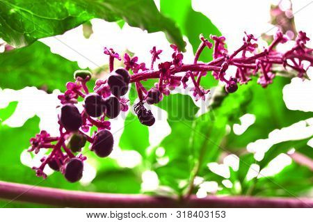 A Branch Of Wild Fruit, Algeria, Africa