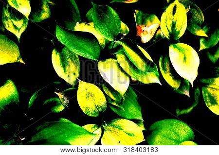 A Vintage Shrub Of Yellow And Green Leaves