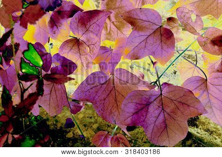 A Fantasy Light Mauve Wide Leaves, Algeria