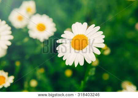 Beautiful Pretty Daisy Flower On Green Grass Meadow Background. White Petals Of Home Garden Plant Ca