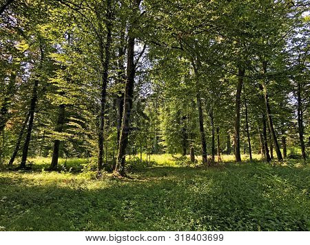 Draskovic Castle Park Or Park Oko Dvorca Blahimir Ili Perivoj Dvorca Draskovic - Bozjakovina, Croati