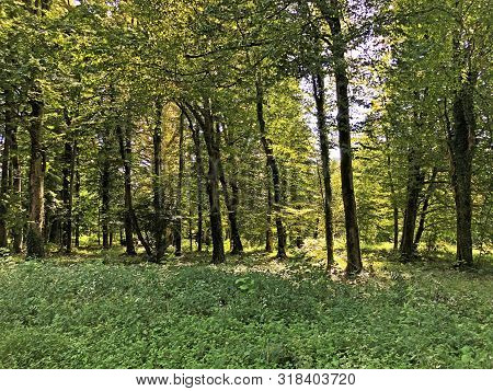 Draskovic Castle Park Or Park Oko Dvorca Blahimir Ili Perivoj Dvorca Draskovic - Bozjakovina, Croati