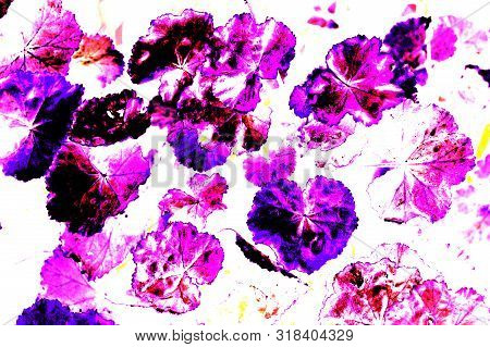 A Fantasy Violet And Blue Geranium Leaves