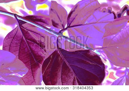 A Fantasy Shrub Of Violet Leaves, Algeria