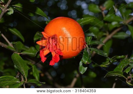 An Orange Pomegrenate Hanging On A Tree
