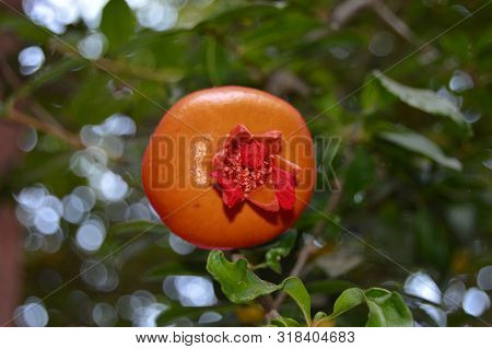 A View Of A Pomegrenate Hanging On A Tree