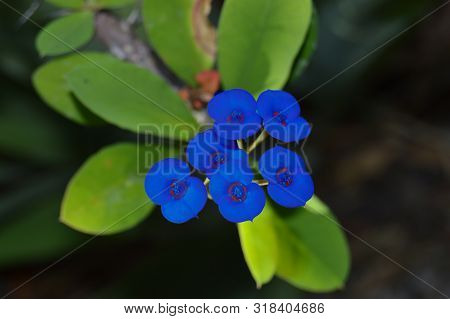 Little Blue Flowers In The Garden, Algeria