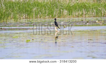 Little Black Cormorant On A Stump In Danube Delta