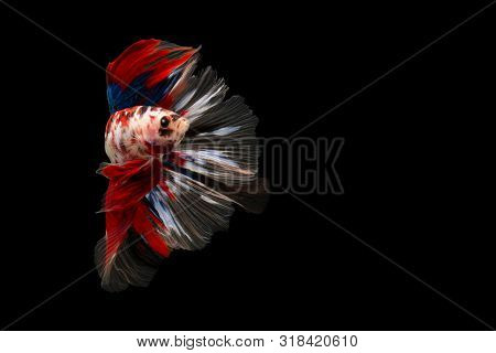 Swimming Action Of Betta, Siamese Fighting Fish, Colourful Betta, Pla-kad (biting Fish) Thai; Half-m