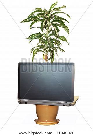 Un fiore cresce da un computer portatile