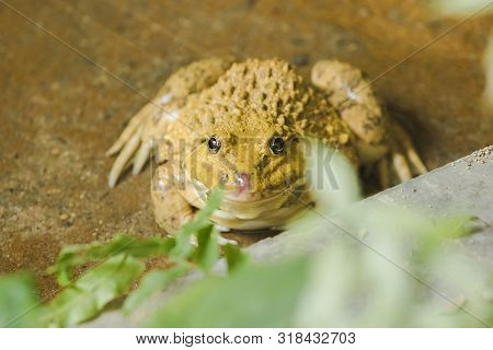 Frogs on the ground in the pond Which is an amphibian animal
