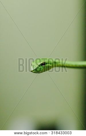 Long-nosed whip snake is a kind of poisonous snake Living most of the tree life