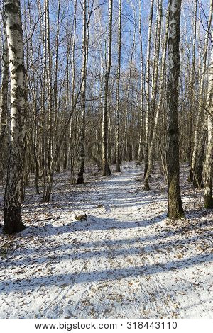 Late Autumn, End Of  November. The First Snow On Fallen Leaves. Landscape Reserve Teply Stan, Moscow