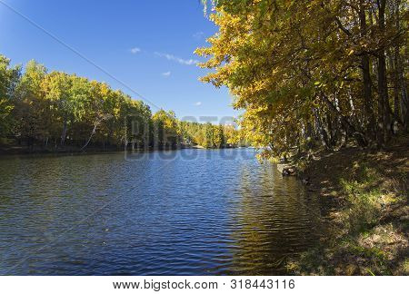 Trees With Bright Yellow Fall Foliage On The Shore Of The Pond. Sunny Day In October. Landscape Rese