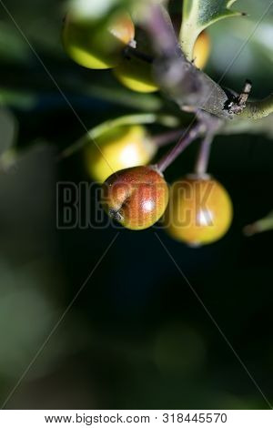 Wild Small Fruits In Nature Fifty Megapixels High Quality Ilex Aquifolium Family Aquifoliaceae Moder