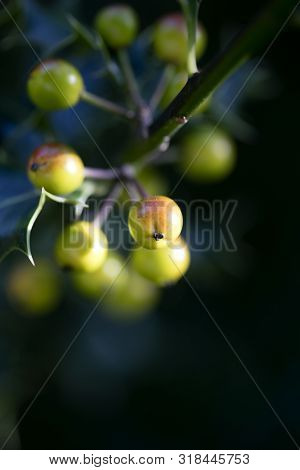 Wild Small Fruits In Nature Fifty Megapixels High Quality Ilex Aquifolium Family Aquifoliaceae Moder