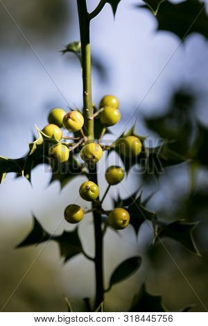 Wild Small Fruits In Nature Fifty Megapixels High Quality Ilex Aquifolium Family Aquifoliaceae Moder
