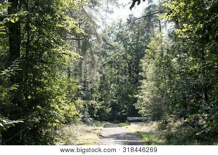 Walking On Forest Old Road Nature Scape North Germany Fifty Megapixels Modern Texture Home Decoratio