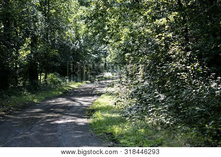 Walking On Forest Old Road Nature Scape North Germany Fifty Megapixels  Modern Texture Home Decorati