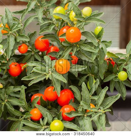 Solanum Pseudocapsicum Jerusalem Cherry, Close-up Square, Red Orange Nightshade Berries With Leaves