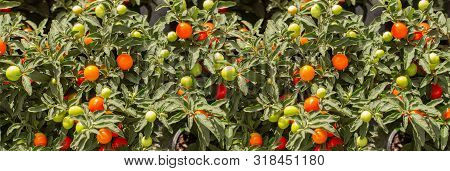 Ripe Berries Of Nightshade, Solanum Pseudocapsicum, Background Wallpaper Banner Panorama. Harvest Po