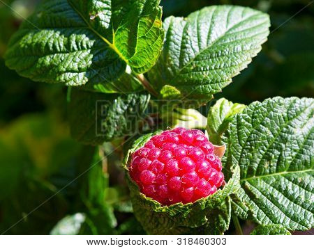 Raspberry Plant. Raspberry Bush. Branch Of Raspberries In A Garden.