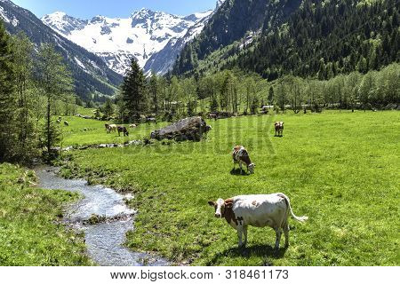 Cows On Alpine Meadow Idyllic Mountain Landscape, Austria,tirol