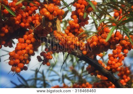 Hippophae Rhamnoides. Branch Of Sea Buckthorn With Berries.