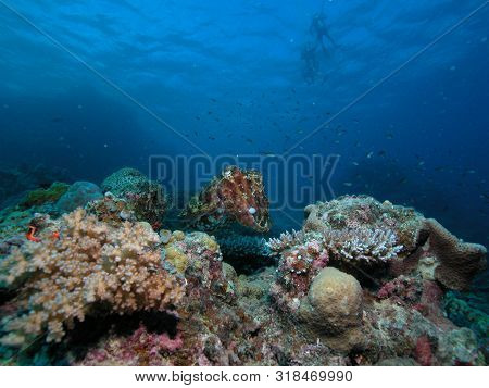 Cuttle Fish Or Sepia In The Great Barrier Reef