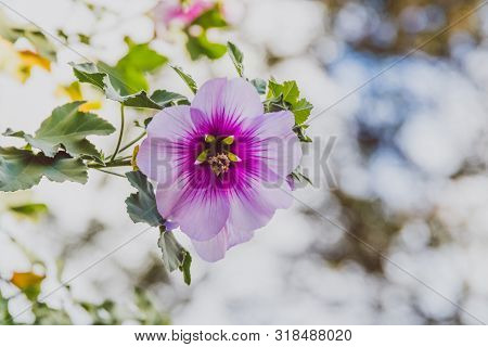 Hibiscus Syriacus Althea Rose Of Sharon Flower (also Called Aphhrodite Hibiscus) Tree