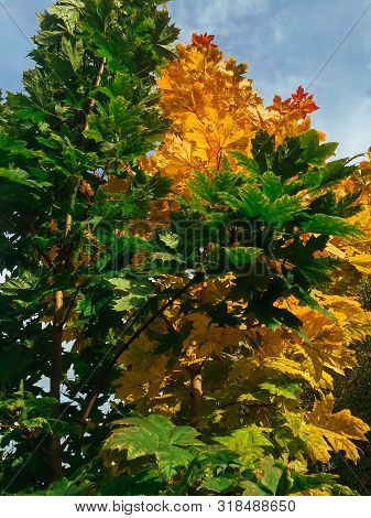 Green And Yellow Maple Leaves On The Maole Tree.