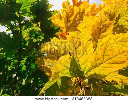 Green And Yellow Maple Leaves On The Maole Tree.