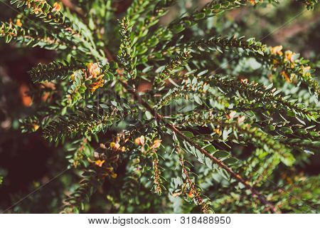 Eutaxia Obovata (also Called Egg And Bacon Plant) With Green Spiky Leaves And Yellow Flowers