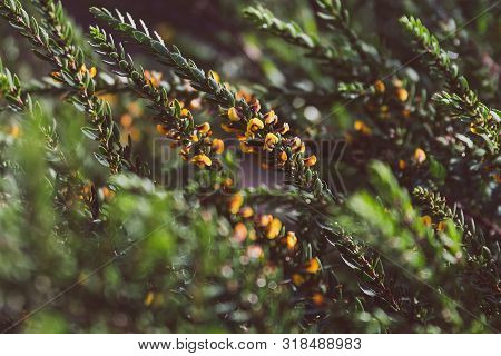 Eutaxia Obovata (also Called Egg And Bacon Plant) With Green Spiky Leaves And Yellow Flowers