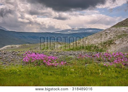 Bright Pink Flowers Of Willow-tea (ivan-tea, Chamaenerion) On Rocks On The Background Of Snowy Mount