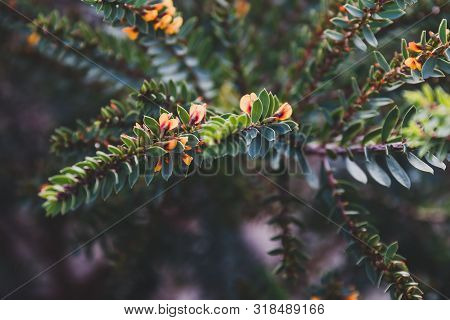 Eutaxia Obovata (also Called Egg And Bacon Plant) With Green Spiky Leaves And Yellow Flowers