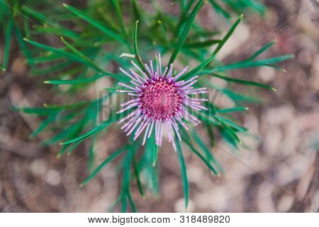 Native Australian Bush Plant Isopogon Candy Cone With Pink Flowers