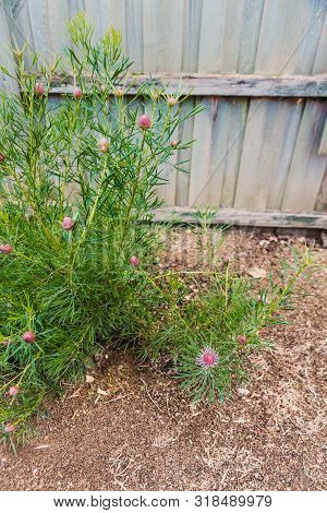Native Australian Bush Plant Isopogon Candy Cone With Pink Flowers