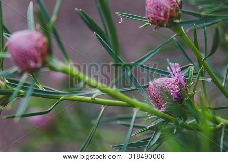 Native Australian Bush Plant Isopogon Candy Cone With Pink Flowers