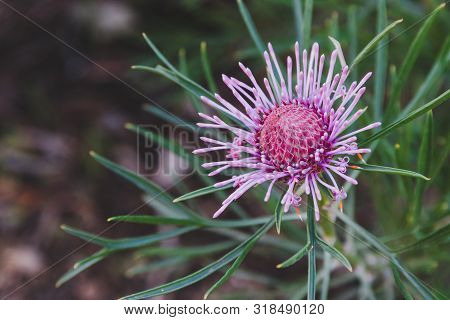 Native Australian Bush Plant Isopogon Candy Cone With Pink Flowers